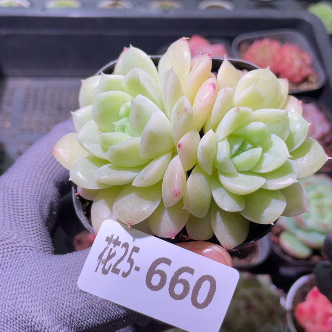 花利美25-660白冰雪