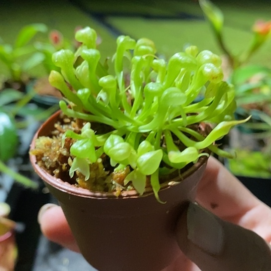 完全开放奥赛罗蛇瓶 很漂亮