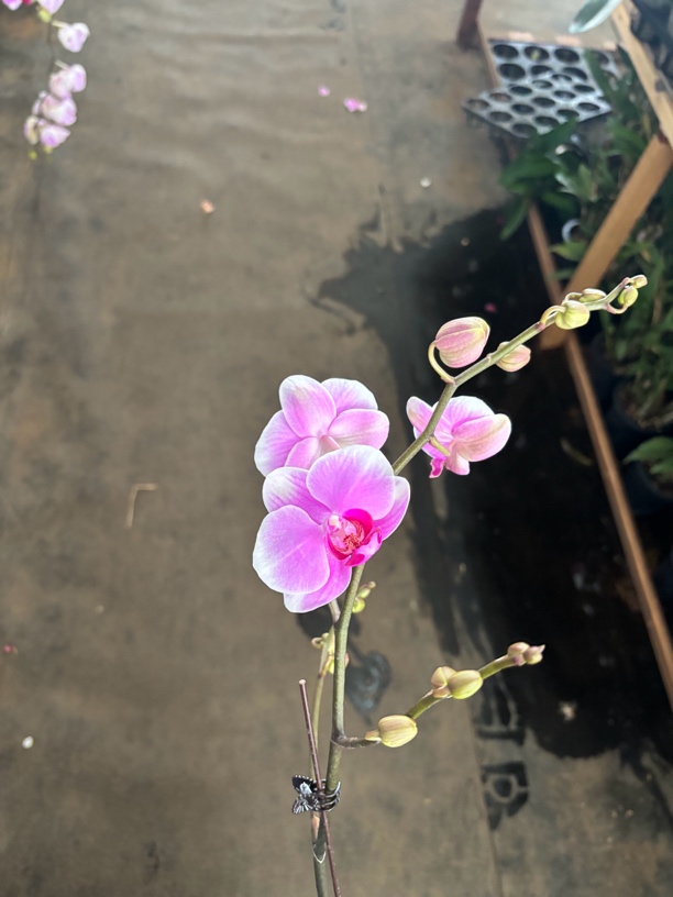 蝴蝶兰———(绝代双骄)开花发货（全场两颗包邮只拍一颗发花后苗）