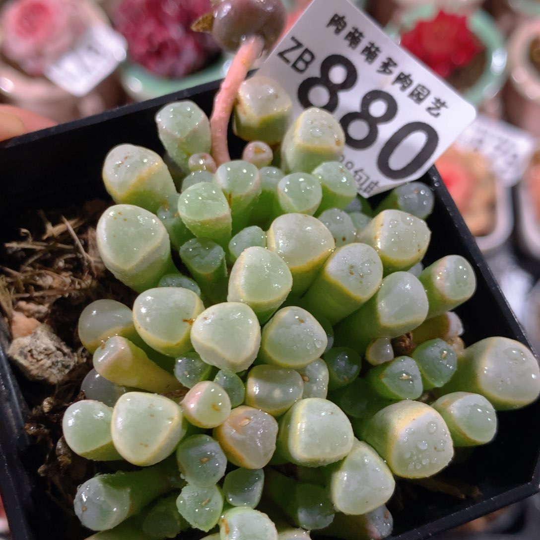 5CM拇指盆精控多肉ZB880