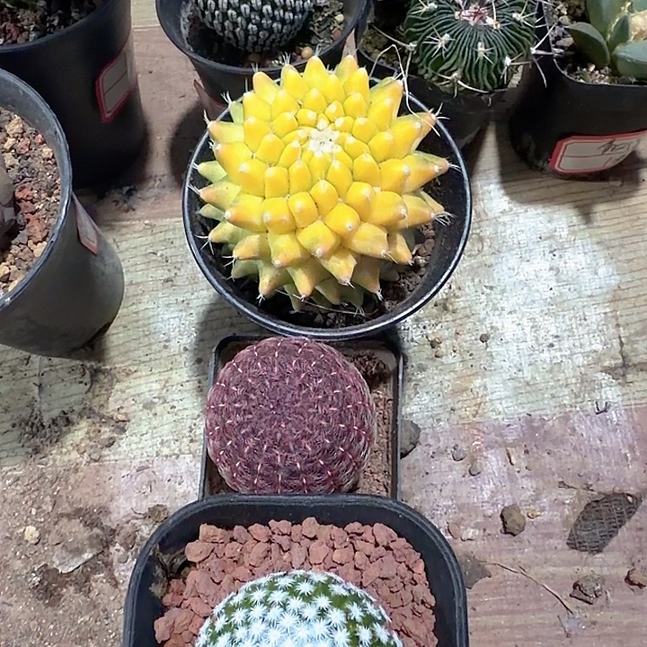 B***锌Bo梓一物一拍包邮