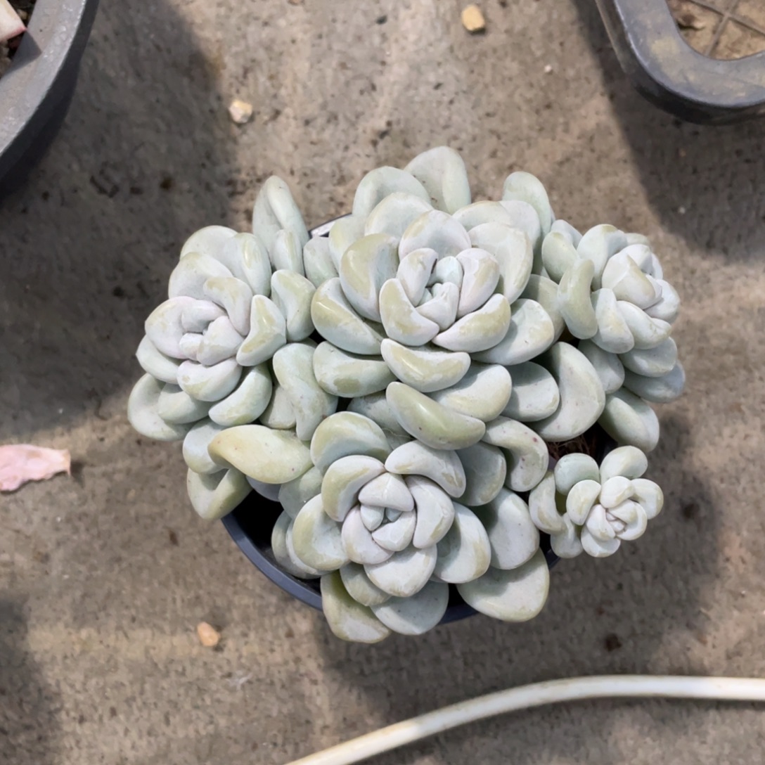 玉麒麟冠幅11 公分一物一拍