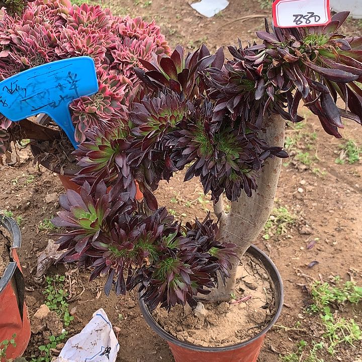 黑缀多肉植物880