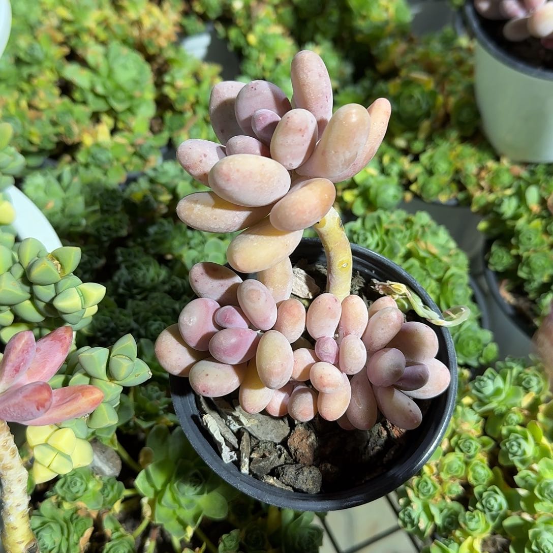 海里美人多肉植物