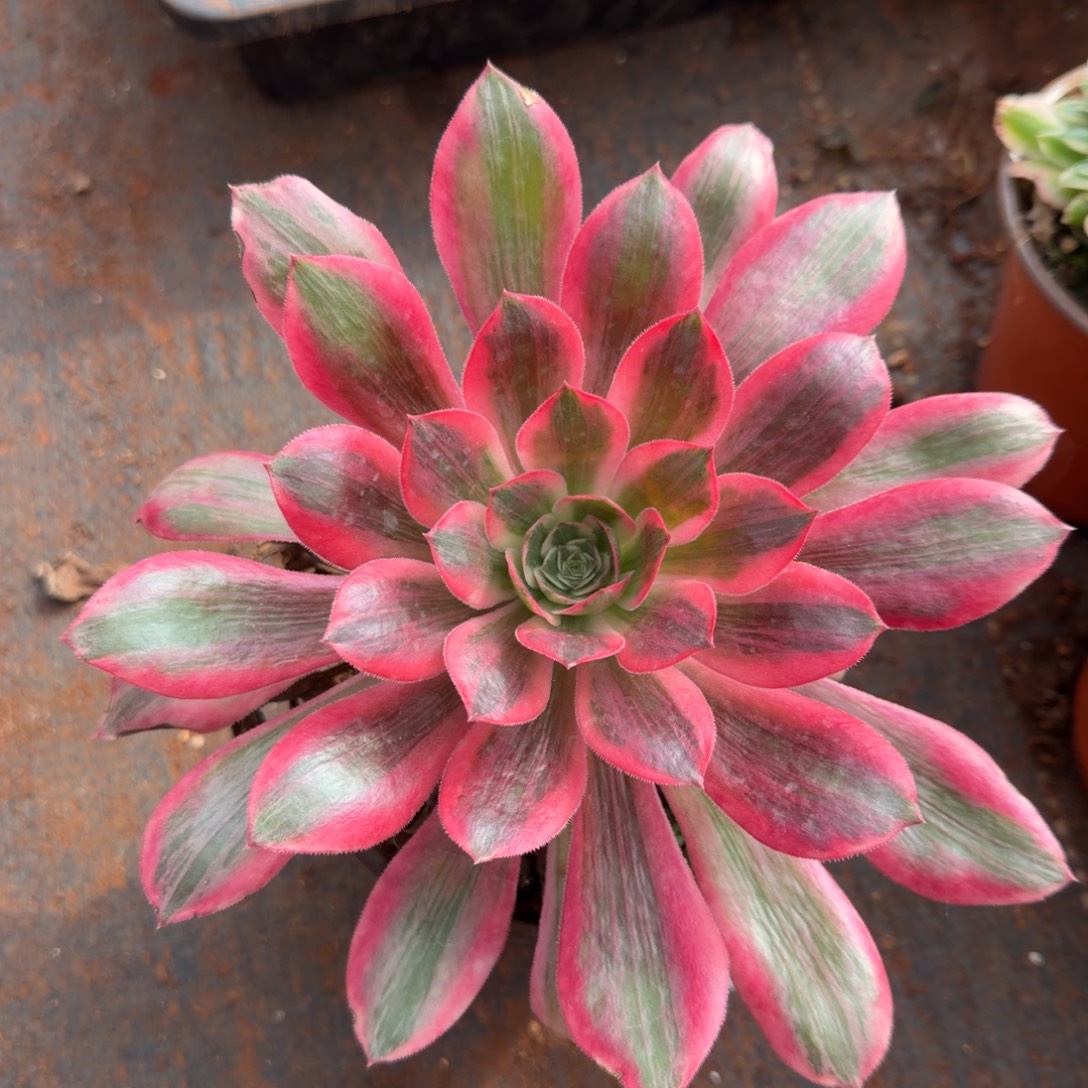 浣纱多肉植物法师
