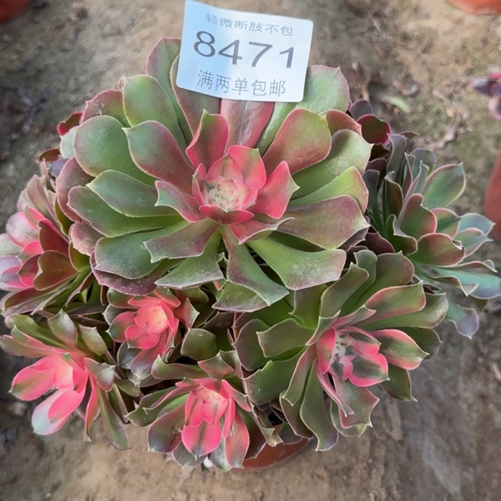 8471香妃多肉植物