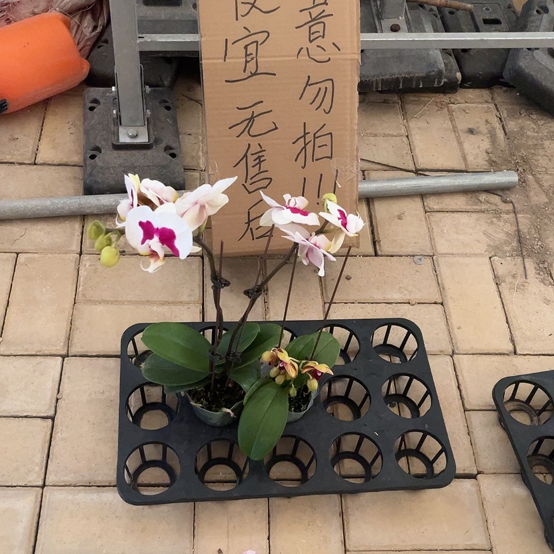 林***当完全开放蝴蝶兰蝴蝶兰2个 不售后