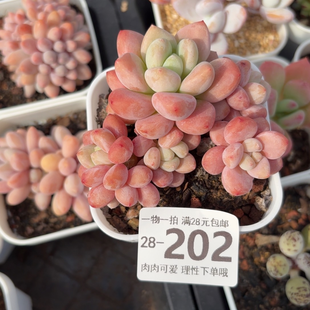 樱花洛神无盆土发货