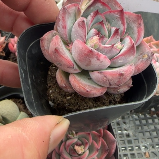 189 一物一拍多肉