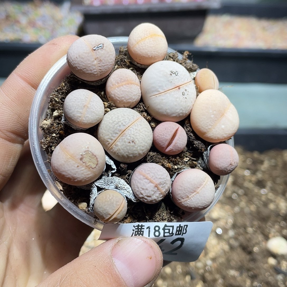 542当天凑满十八元包邮生石花