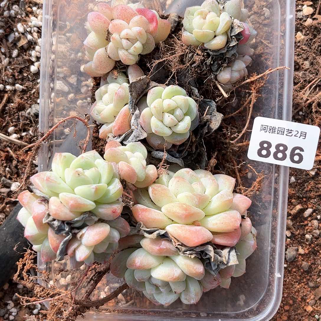 阿雅园艺。   886