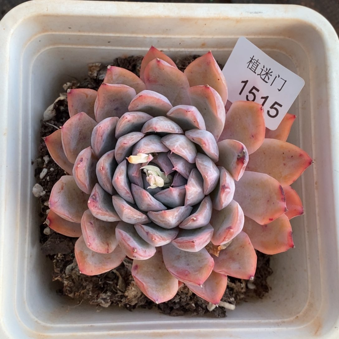 森*杂交精品多肉1515