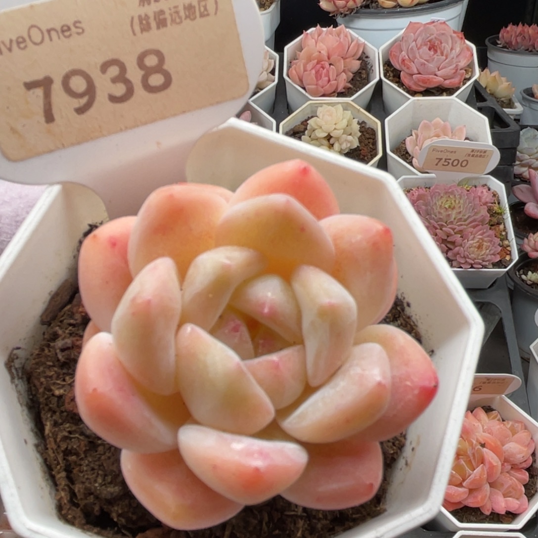 和田玉7938-5.0厘米