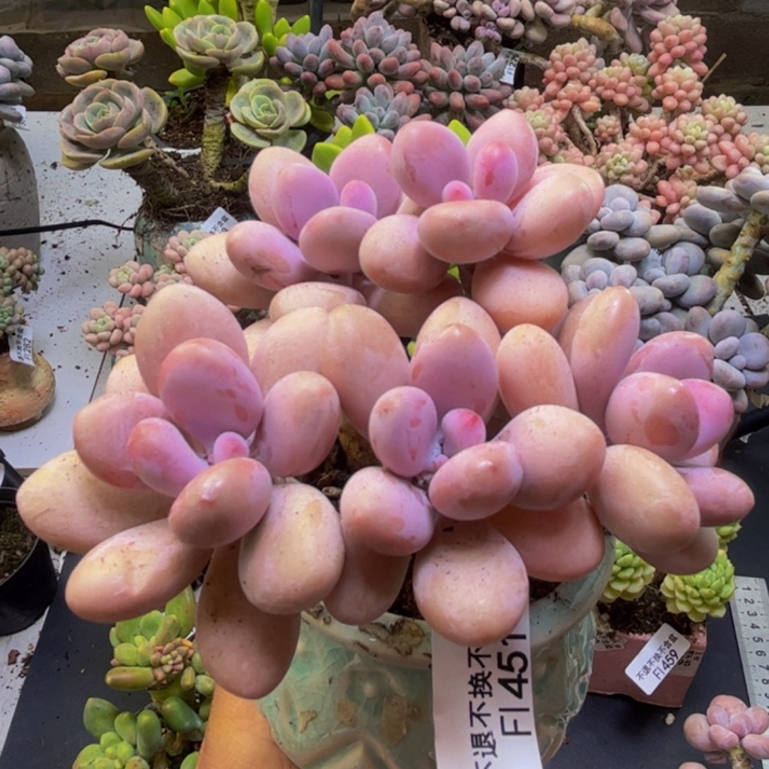 糖果桃蛋451/10cm的