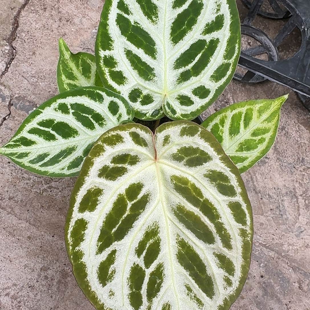 不开花植物一物一拍P71