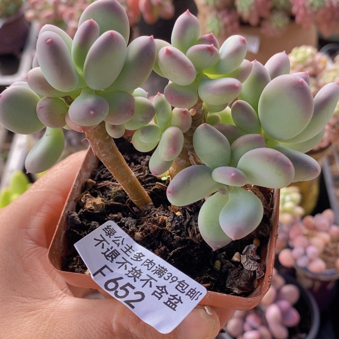 苹果奶9cm652多肉植物会掉叶