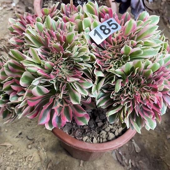 雄***鹰一颗多肉法师植物 185