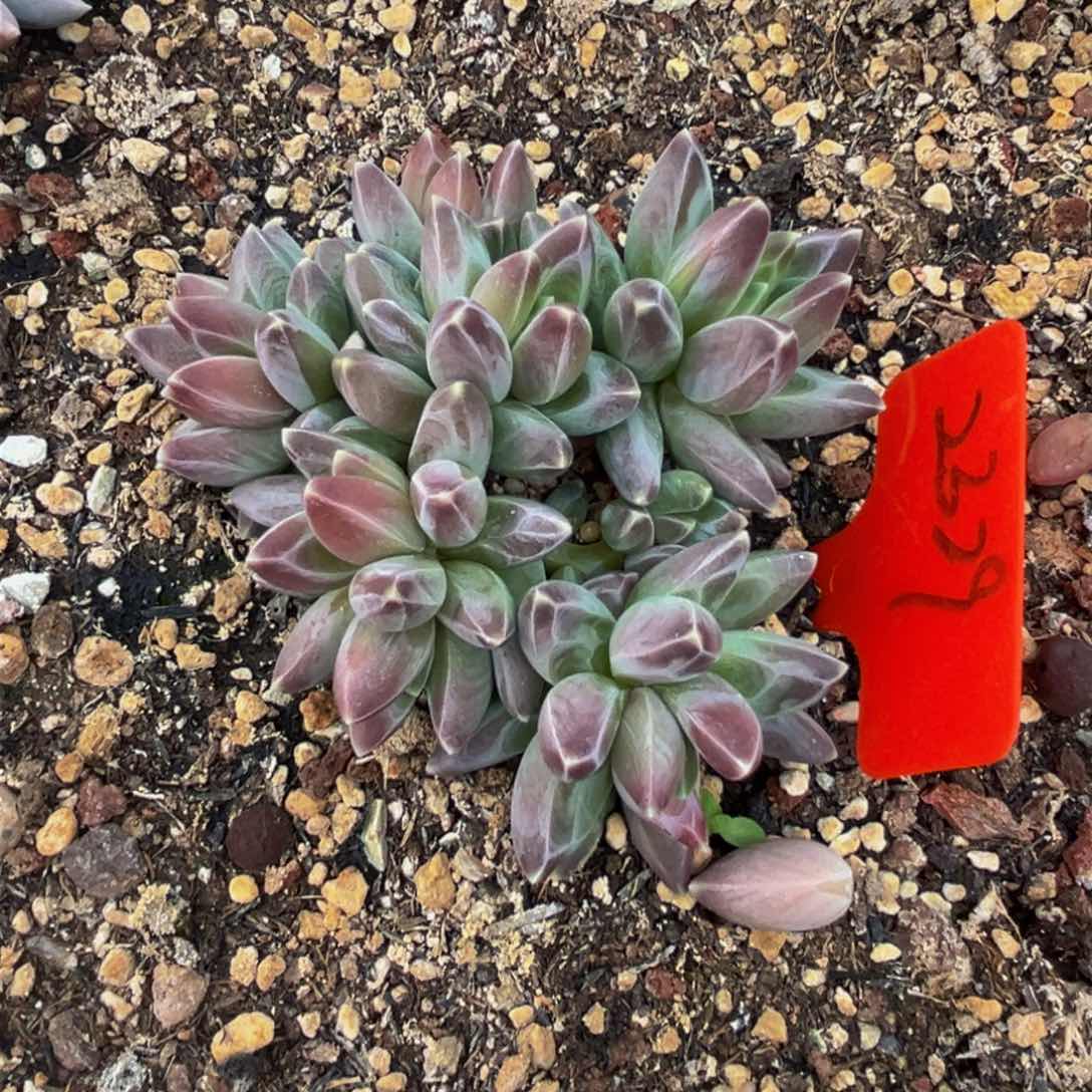 2329下午多肉植物群生