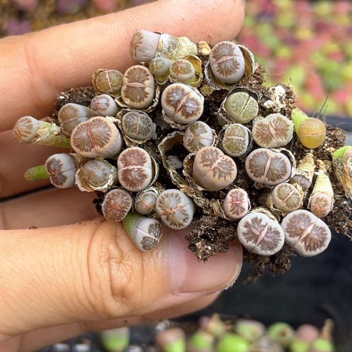 菊切糕一块175号…