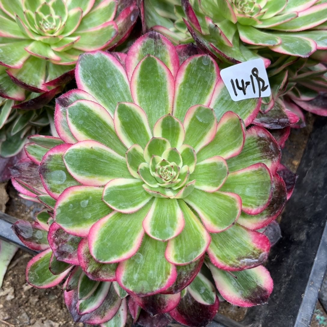 192云荷28一颗多肉量