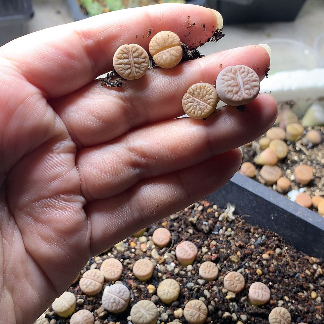 F***WE271多肉植物保护研究所