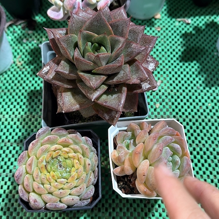 多肉植物开播福利