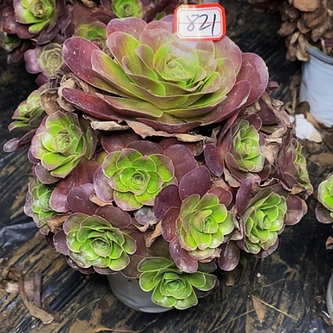 魅金玫瑰老桩捧花821号