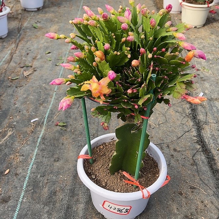 白盆双色蟹爪兰4286