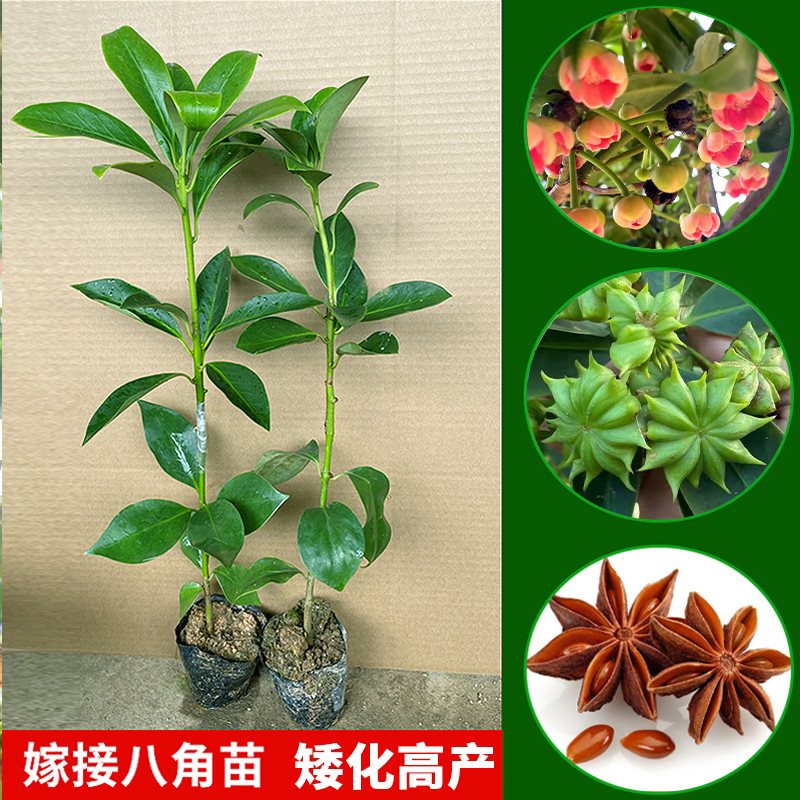八角嫁接苗广西八角之乡嫁接优质矮化高产罗马大红食用茴香大料