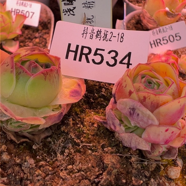 HR534至爱浅曦手捧两个干吧88折