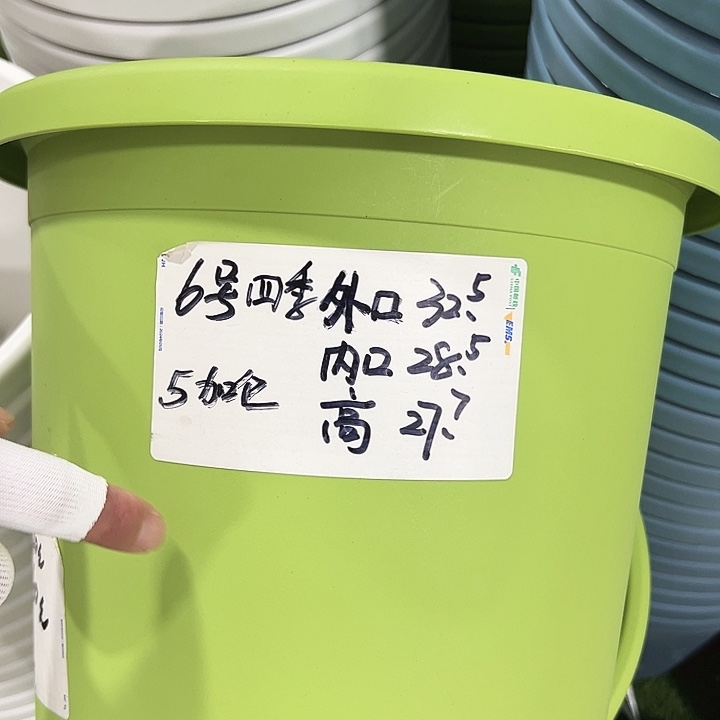 特价6号口32高27果绿5只无托