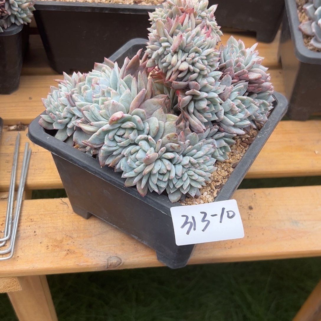 豆*313-10橙子缀多肉