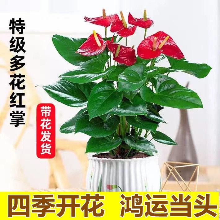 （3-4）朵花大型红掌盆栽带花四季开花室内家居绿植鸿运当头好养花