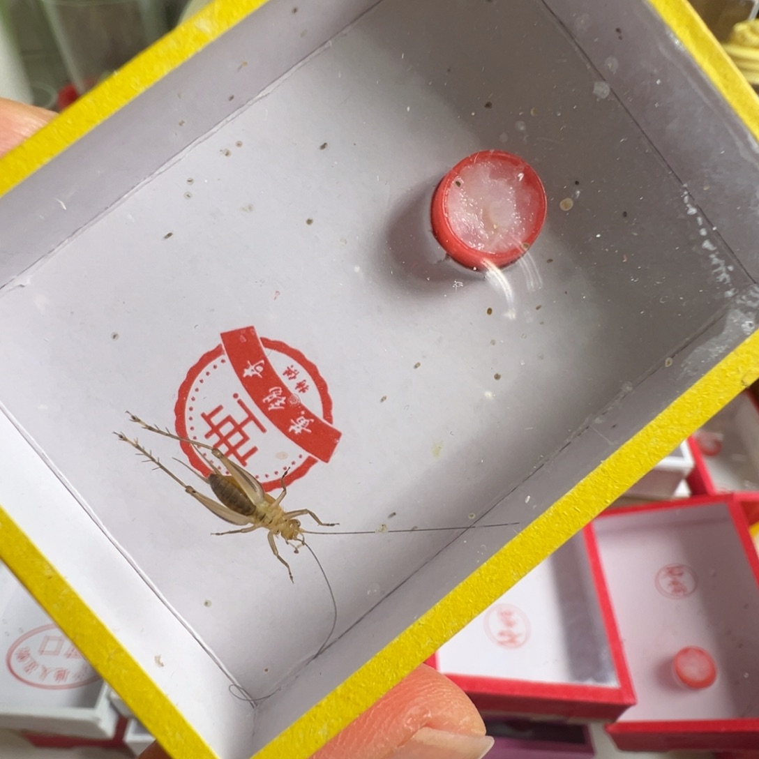 心***水蟋蟀一只黄老师冬黄