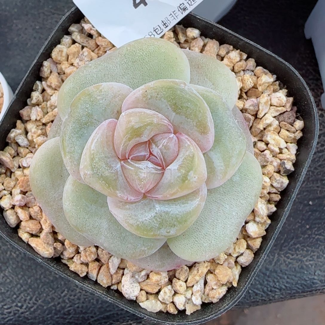 孤品珍妮，4632多肉植物