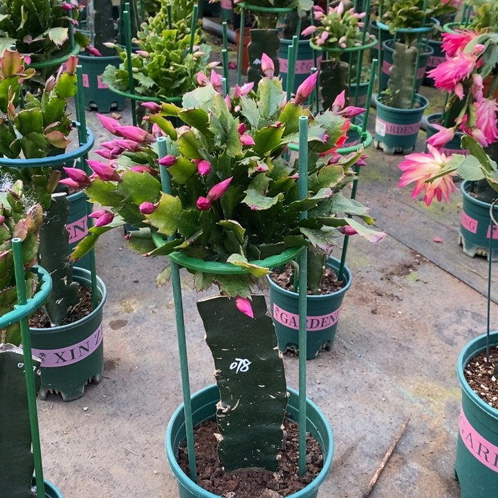 大部分花苞少量开放376嫁接078