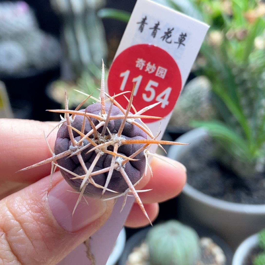 狂刺天平丸一颗66877