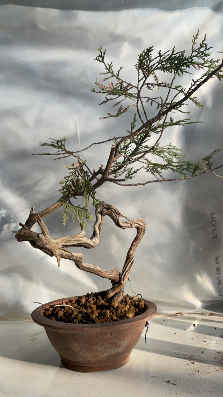 绿植盆景素材一物一拍