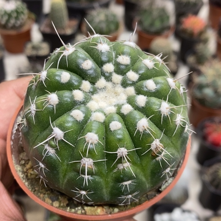 实生眩美玉特价福利