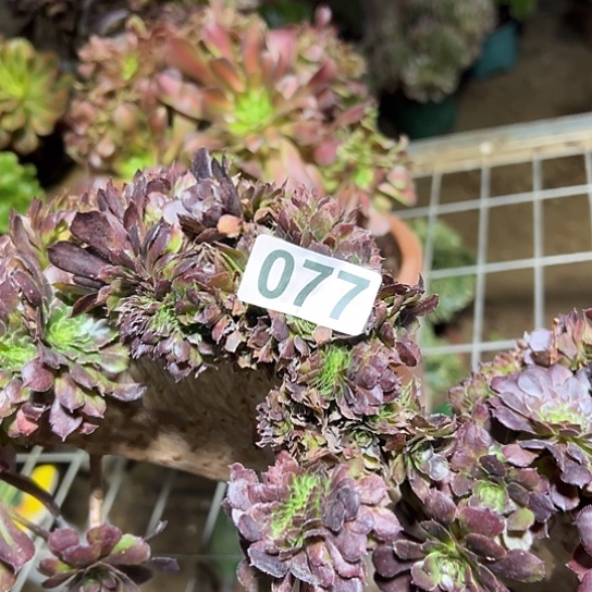 家***兴多肉植物一个黑同077