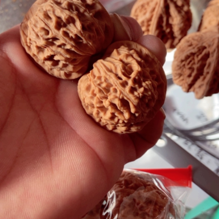 【闪购商品】燃***毛40全品无修天地