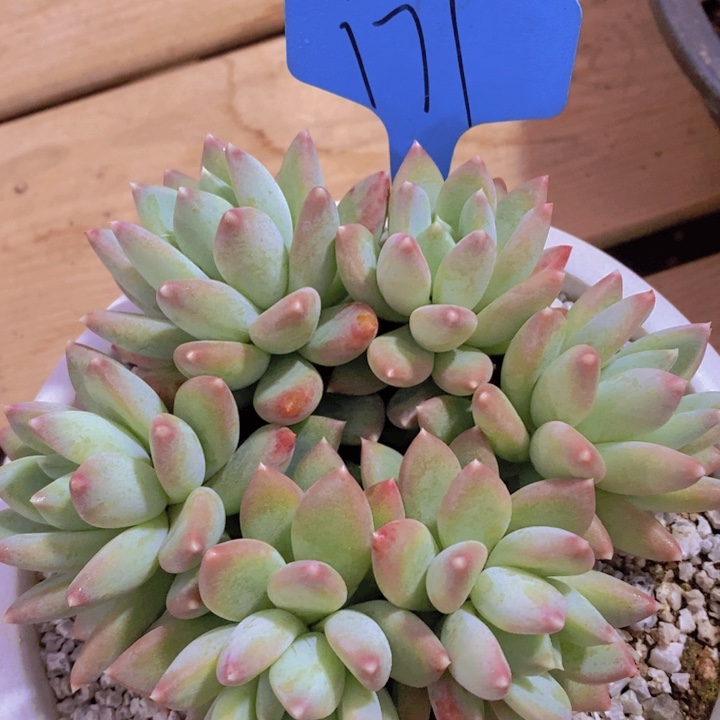 是的呢哈哈好期待