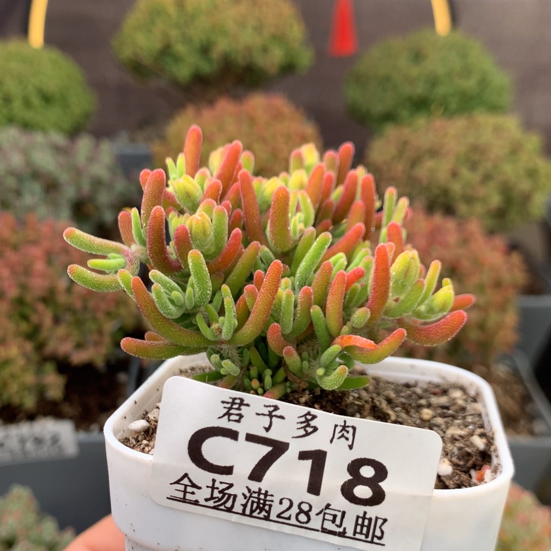c718荧光兔。