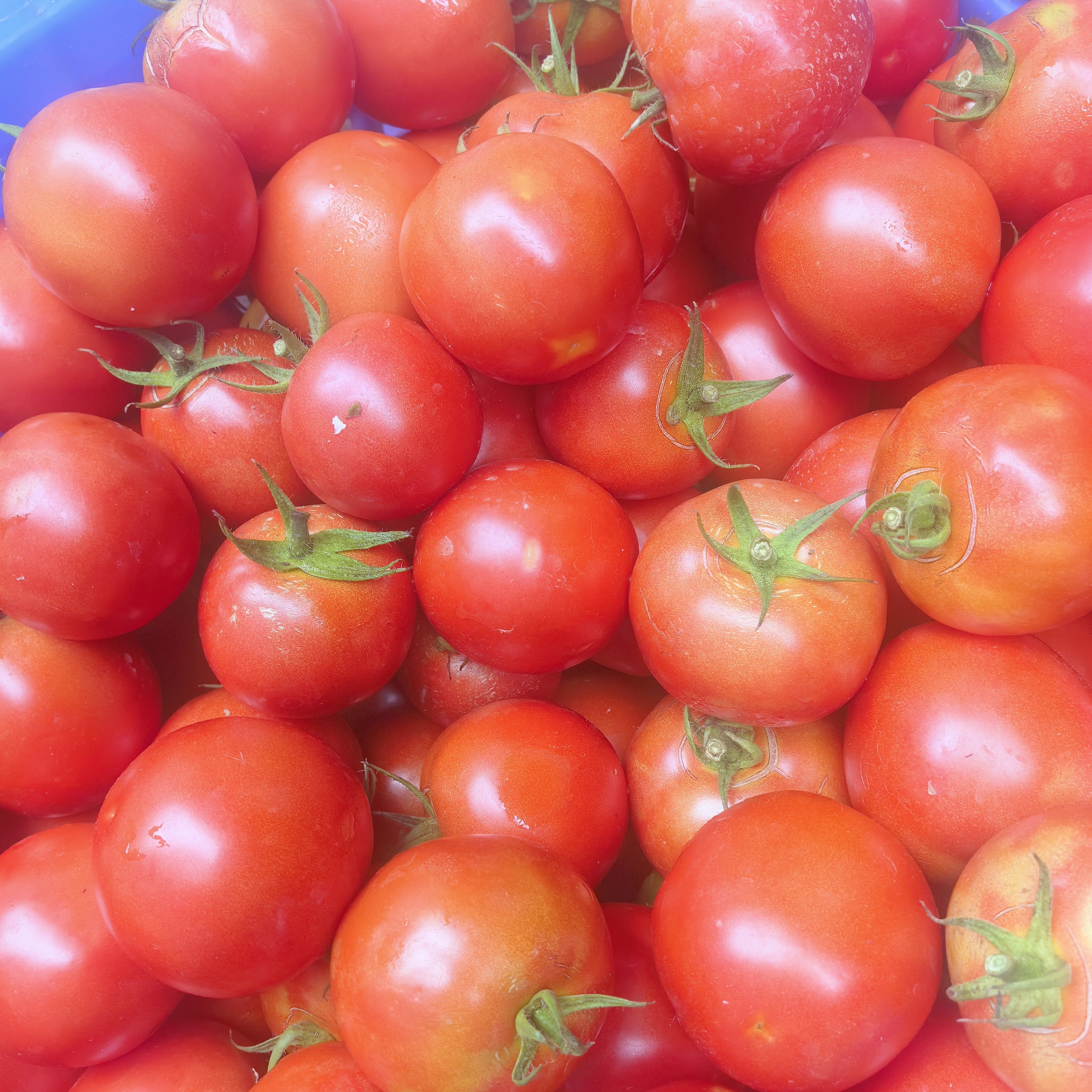 新鲜自然熟千禧小番茄酸甜可口当季水果