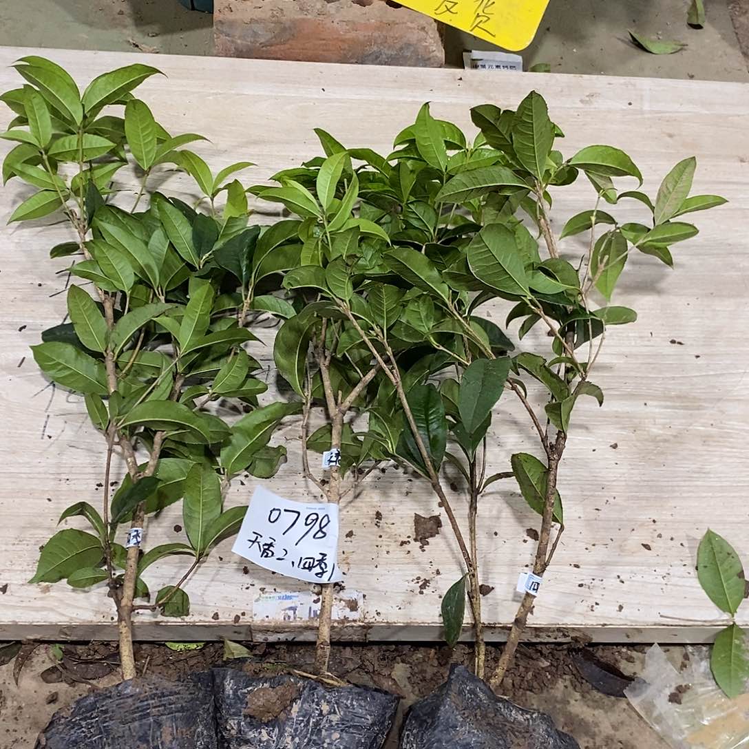 完全开放四季桂花一物一拍