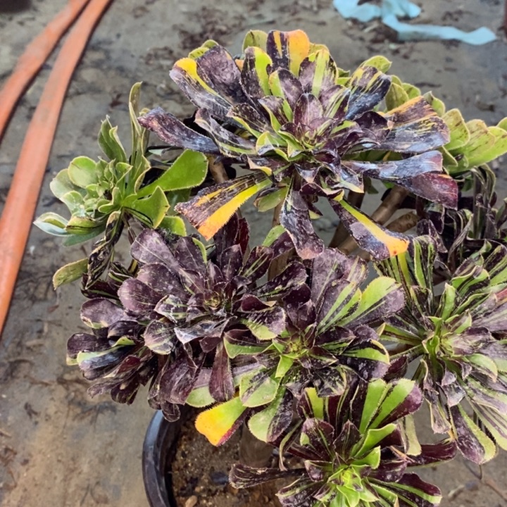 水墨丹青多肉植物12。