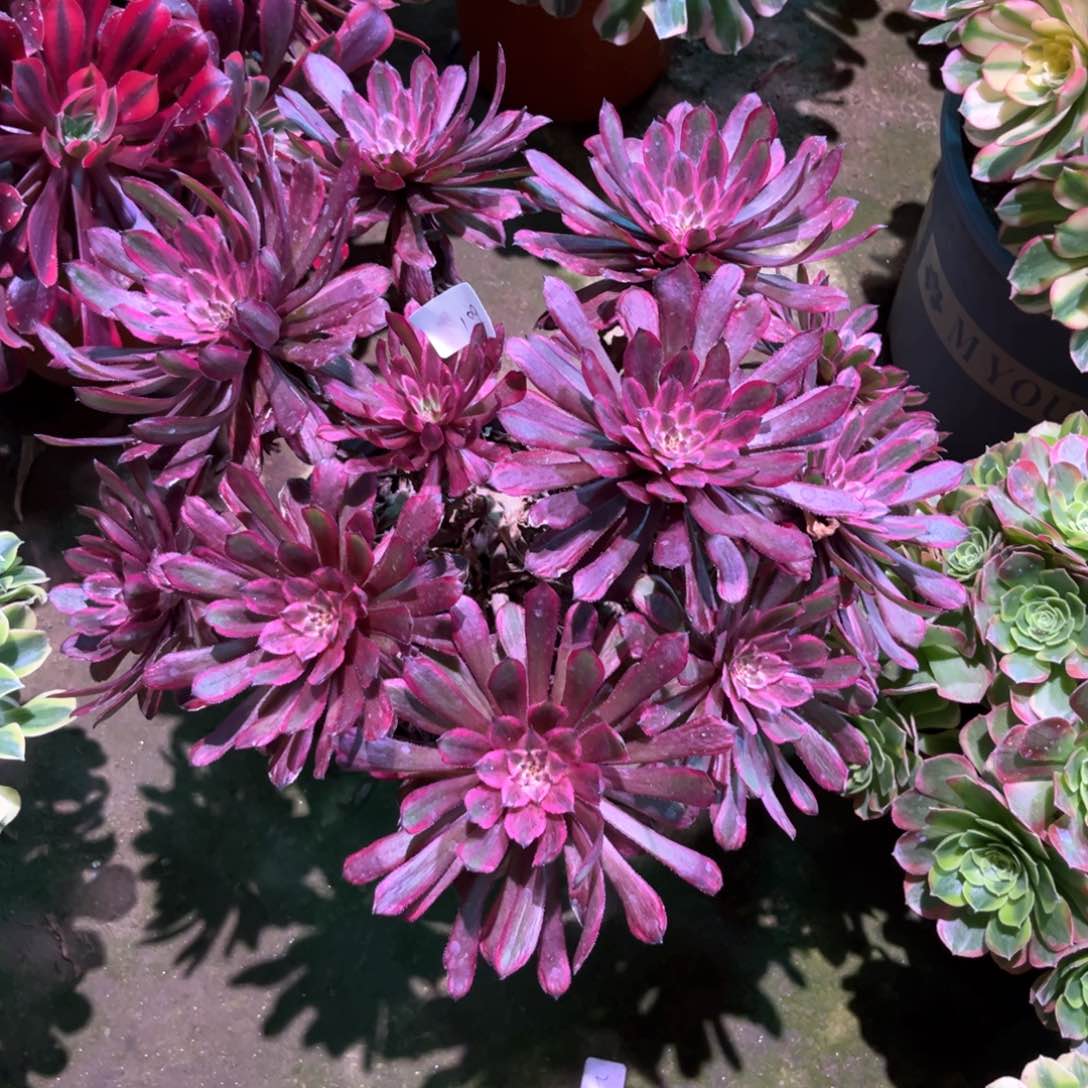 多肉植物紫霞109