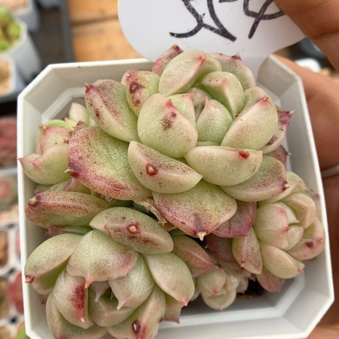 麦秆石化群生554号。