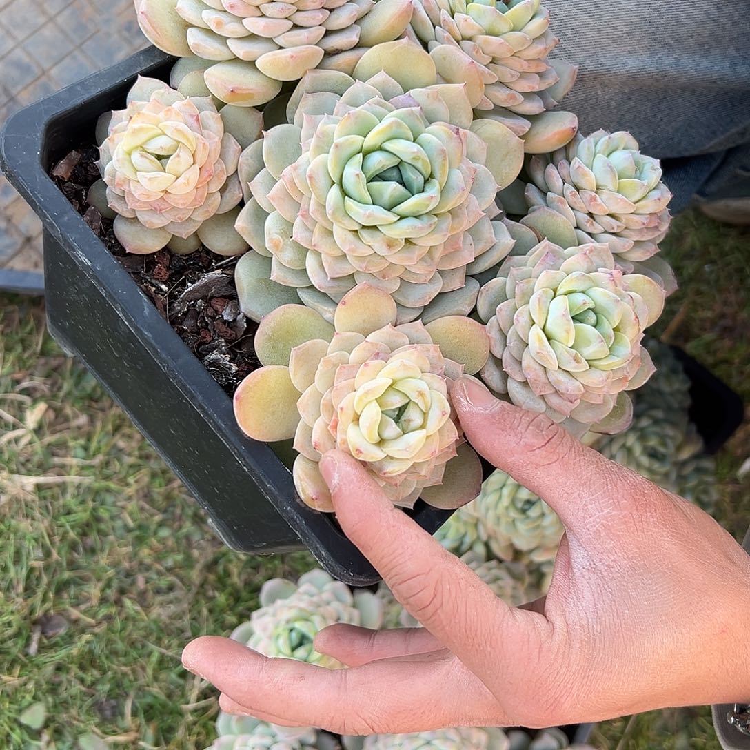 糯心冰魄多肉。     