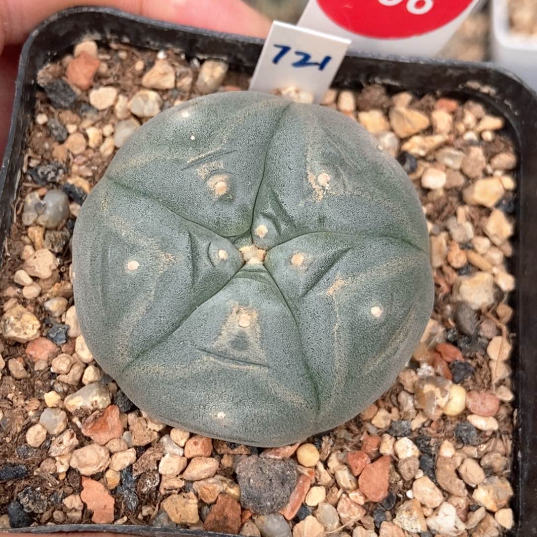 实生白肌肋骨海鲜4.3cm